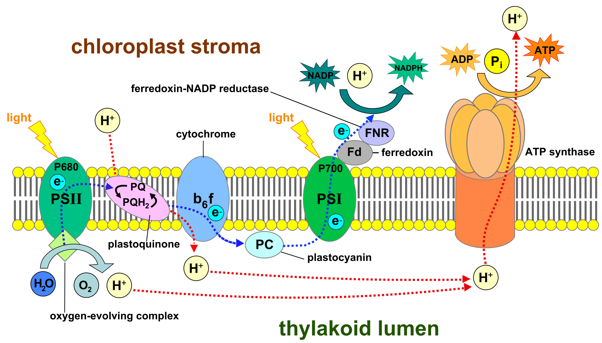 Thylakoid_membrane_3.svg